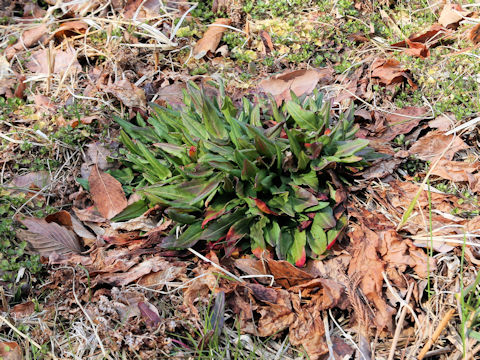 Rumex acetosa