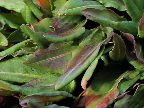 Rumex acetosa