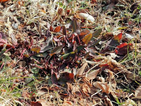 Rumex acetosa
