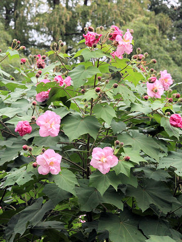 Hibiscus mutabilis cv. Versicol