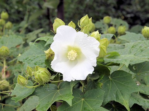 Hibiscus mutabilis cv. Versicol