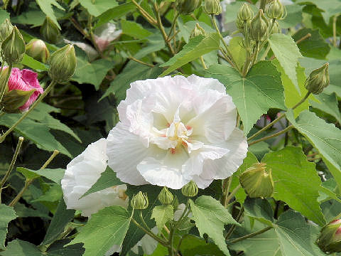 Hibiscus mutabilis cv. Versicol