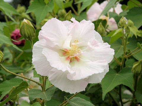 Hibiscus mutabilis cv. Versicol