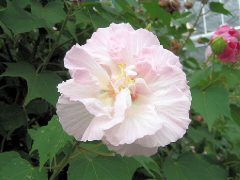 Hibiscus mutabilis cv. Versicol