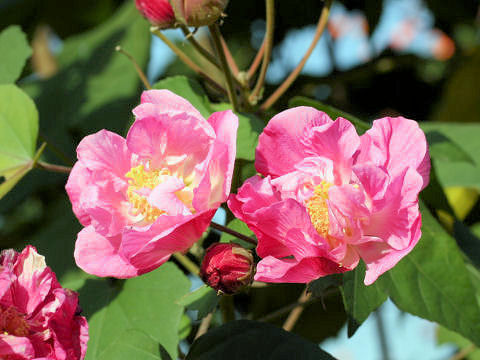 Hibiscus mutabilis cv. Versicol