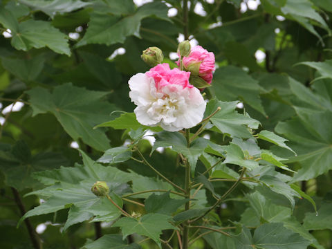 Hibiscus mutabilis cv. Versicol