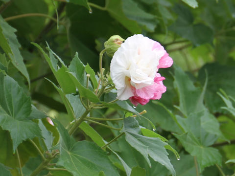 Hibiscus mutabilis cv. Versicol