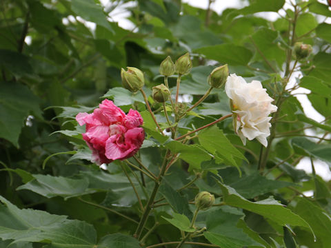 Hibiscus mutabilis cv. Versicol