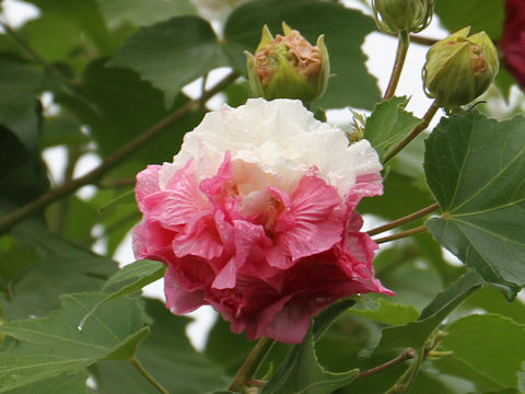 Hibiscus mutabilis cv. Versicol