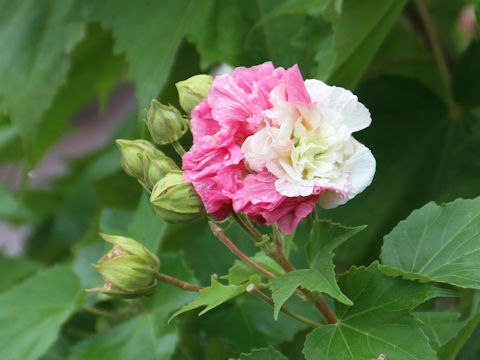 Hibiscus mutabilis cv. Versicol