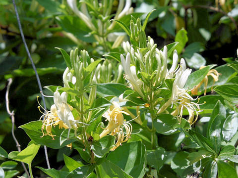 Lonicera japonica