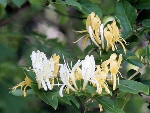 Lonicera japonica