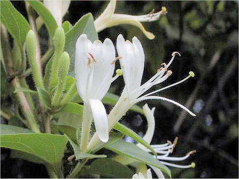 Lonicera japonica