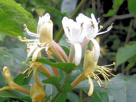 Lonicera japonica