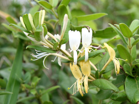 Lonicera japonica