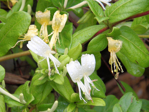 Lonicera japonica