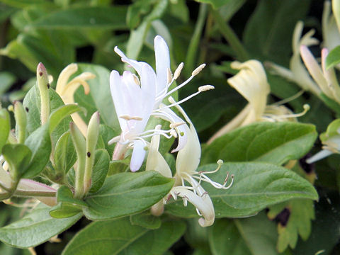 Lonicera japonica