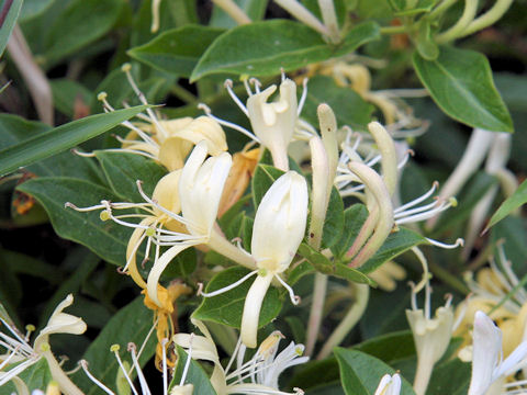 Lonicera japonica