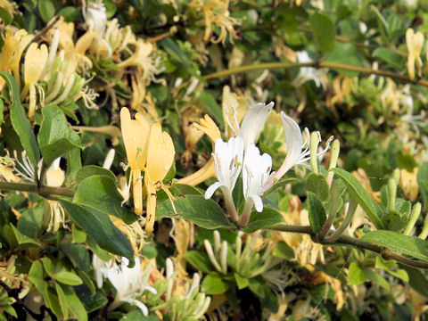 Lonicera japonica