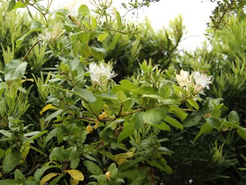 Lonicera japonica