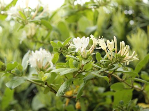 Lonicera japonica