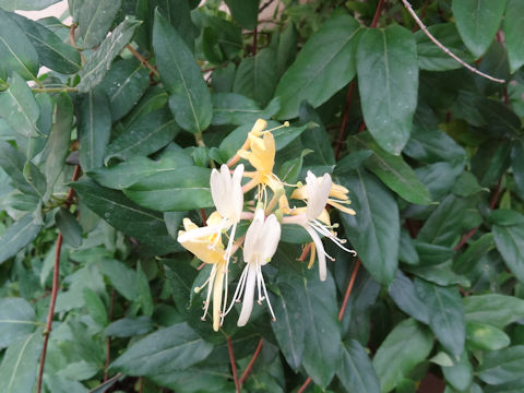 Lonicera japonica