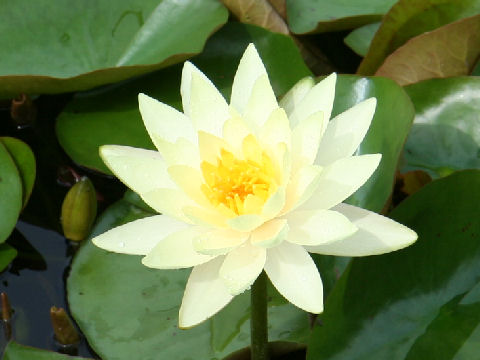 Nymphaea cv. Inner Light