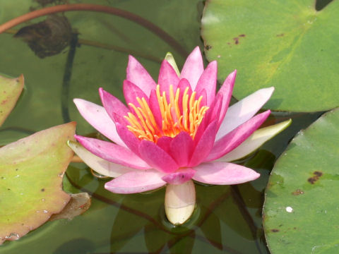 Nymphaea cv. Newton