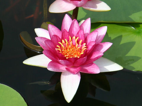 Nymphaea cv. Attraction