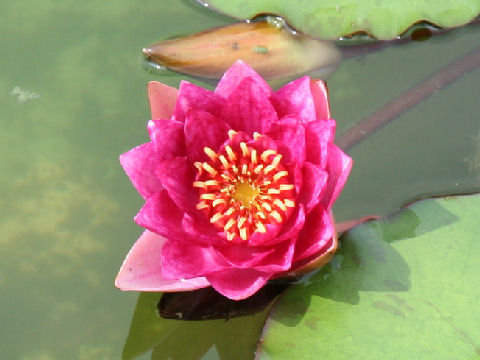 Nymphaea cv. Andreana