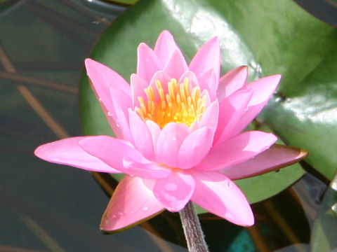 Nymphaea cv. Pink Pearl