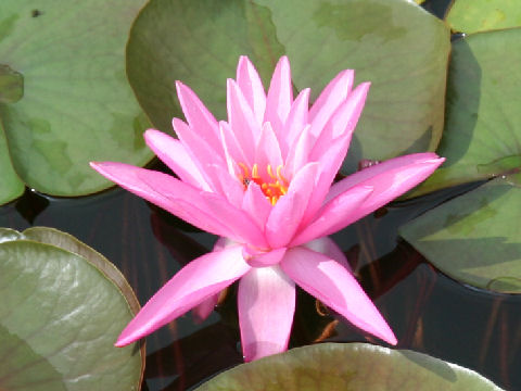 Nymphaea cv. Mrs. Richmond