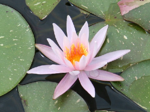 Nymphaea cv. Marliacea Kawase