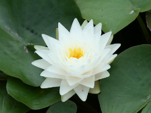 Nymphaea cv. Snow Ball