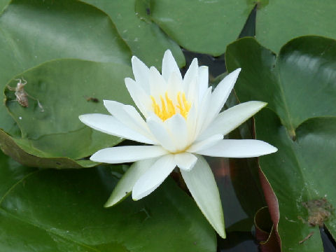 Nymphaea cv. Alba Plenissima