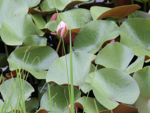 Nymphaea cv.