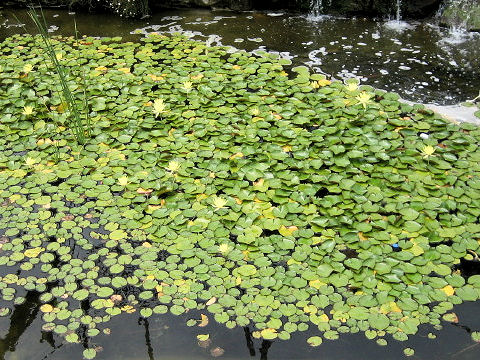 Nymphaea cv.