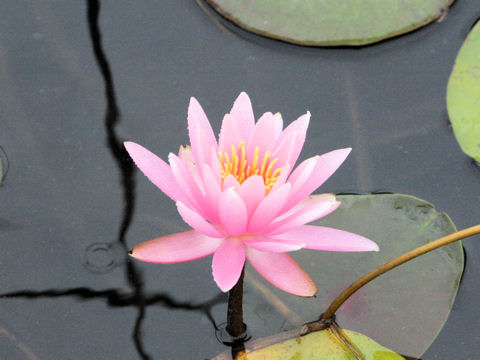 Nymphaea cv.