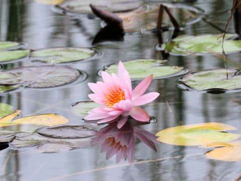 Nymphaea cv.