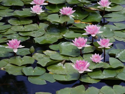 Nymphaea cv.