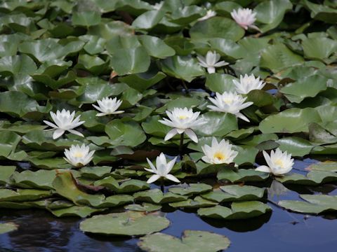 Nymphaea cv.