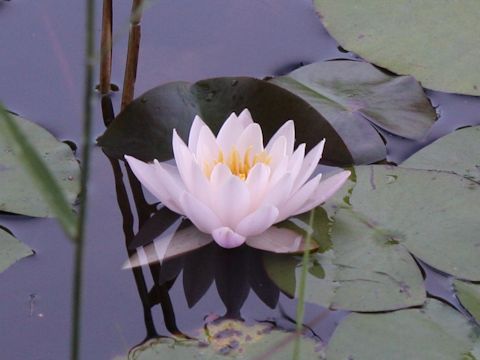 Nymphaea cv.