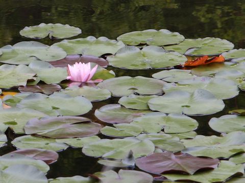 Nymphaea cv.