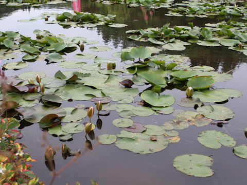 Nymphaea cv.