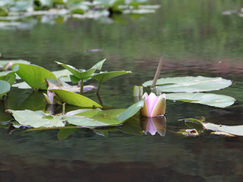 Nymphaea cv.