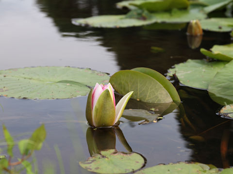 Nymphaea cv.