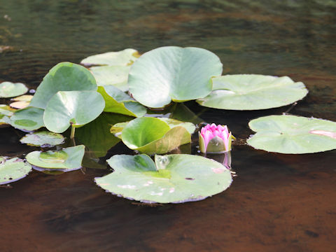 Nymphaea cv.