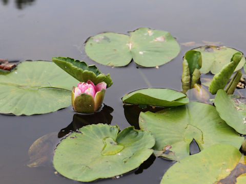 Nymphaea cv.