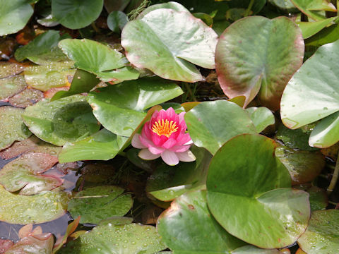 Nymphaea cv.