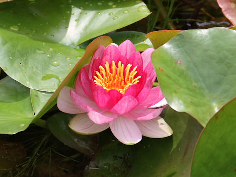 Nymphaea cv.